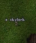 Skylark