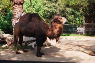 Bactrian Camel