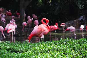 Gorgeous Flamingos