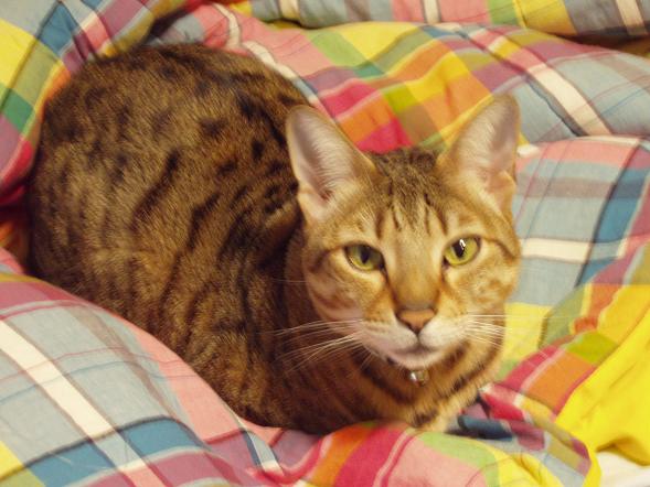 Walter on the bed. He is so cute.
